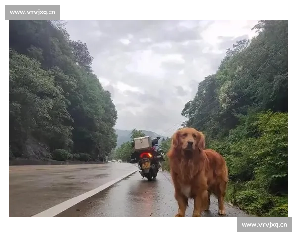 全面聚焦金毛犬精彩竞技赛事魅力展现及背后训练文化深度探索之旅