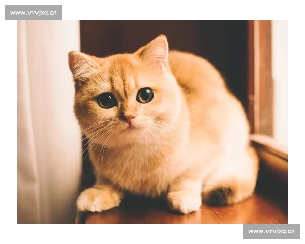 《猫咪竞技大赛：萌宠们的速度与智慧之巅峰对决》